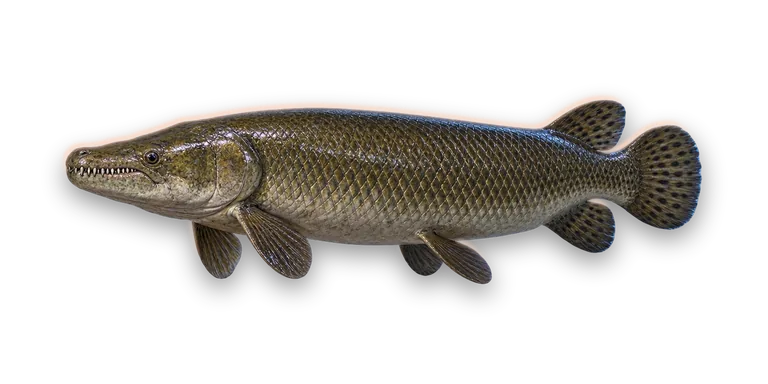 Alligator Gar