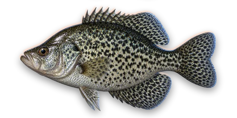 Black Crappie