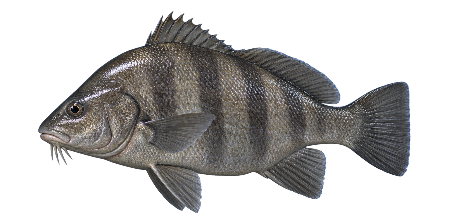 Black Drum
