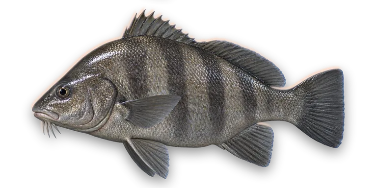 Black Drum