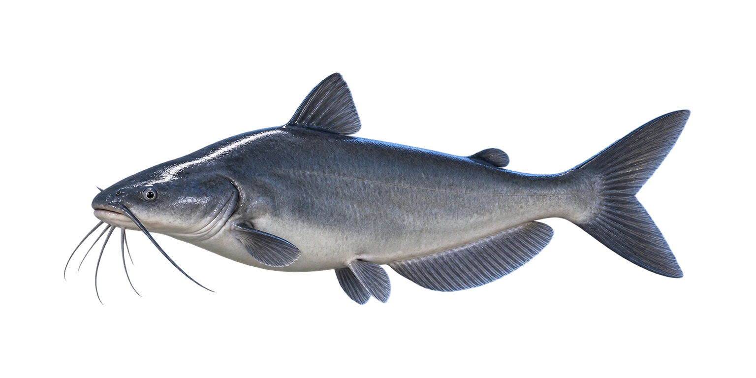 Blue Catfish