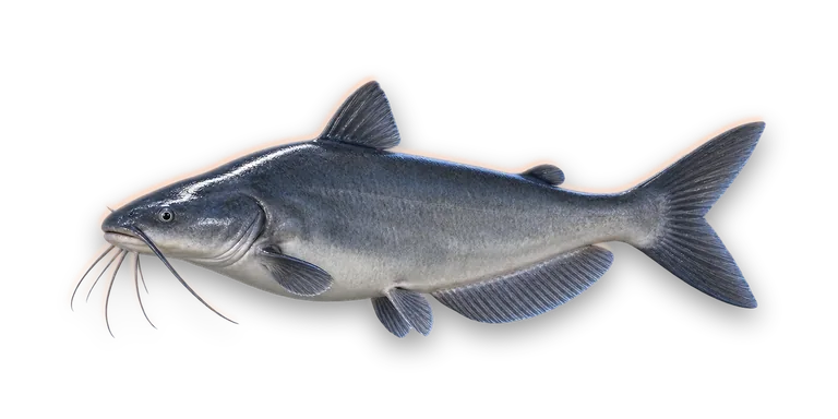 Blue Catfish
