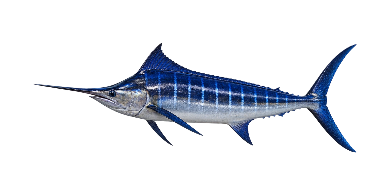Blue Marlin