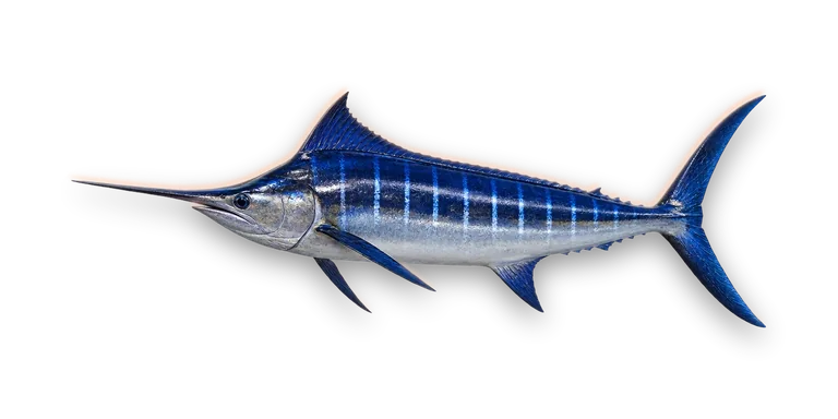 Blue Marlin