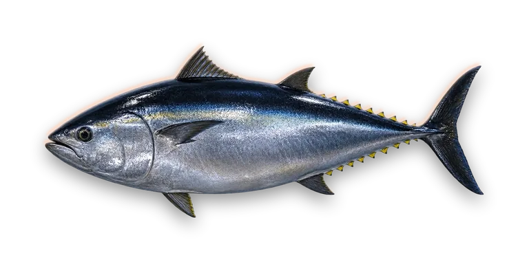 Bluefin Tuna