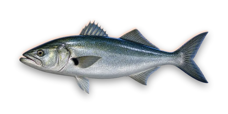 Bluefish