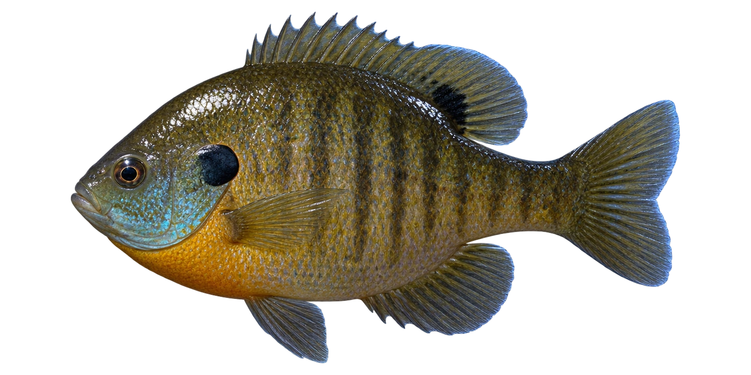 Bluegill