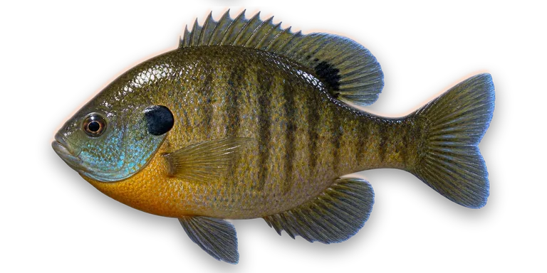 Bluegill