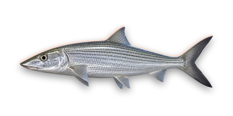 Bonefish