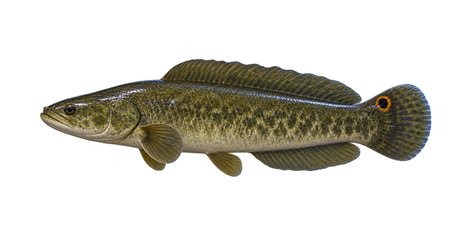 Bowfin