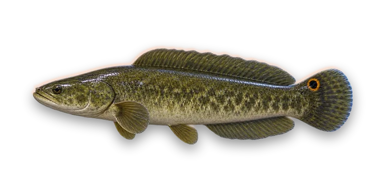 Bowfin