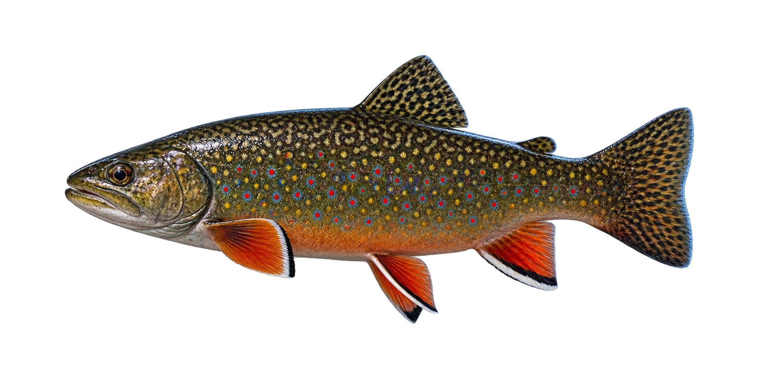 Brook Trout
