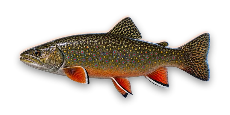 Brook Trout
