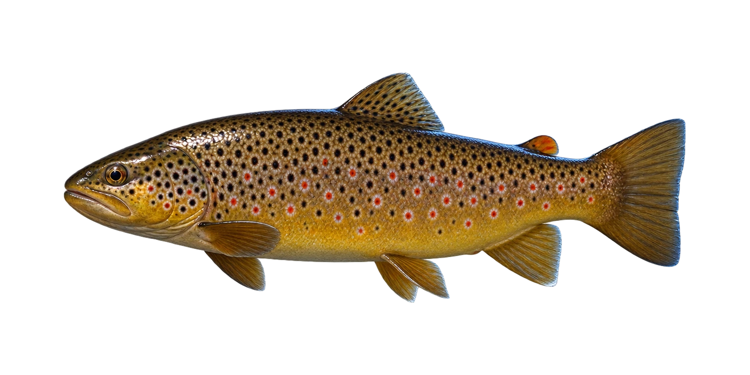 Brown Trout