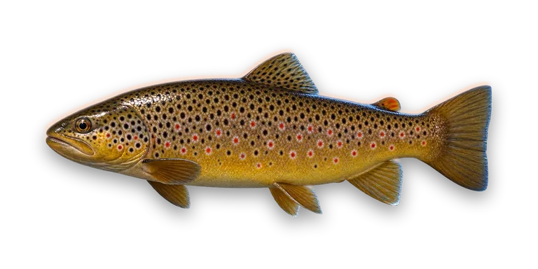 Brown Trout