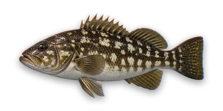 Calico Bass