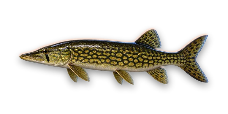 Chain Pickerel