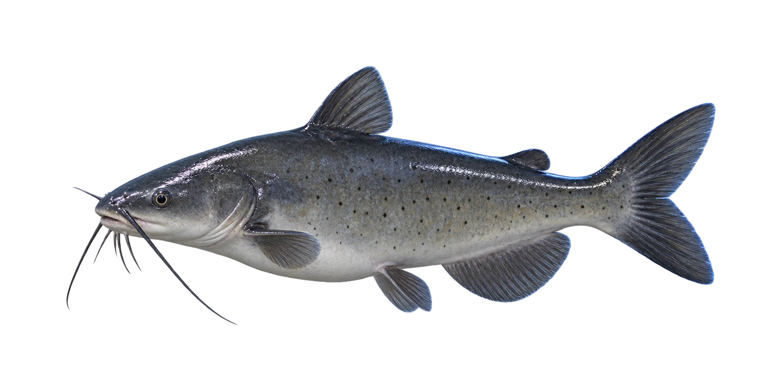 Channel Catfish