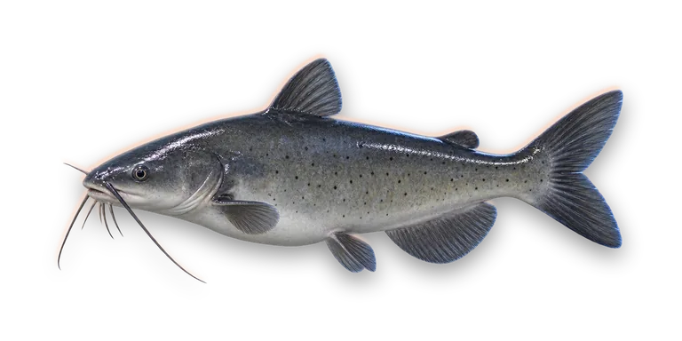 Channel Catfish