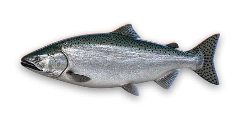 Chinook Salmon