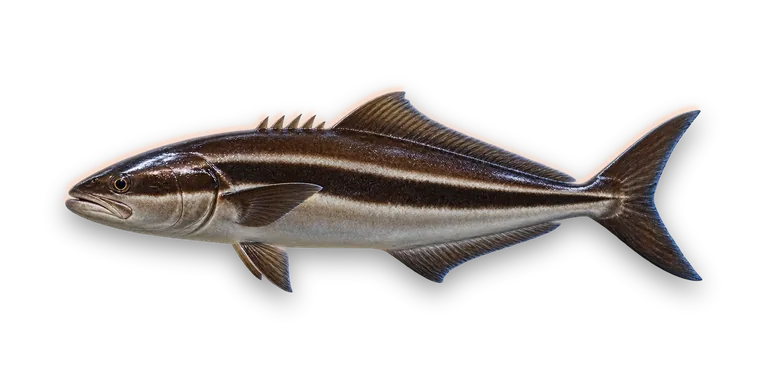 Cobia