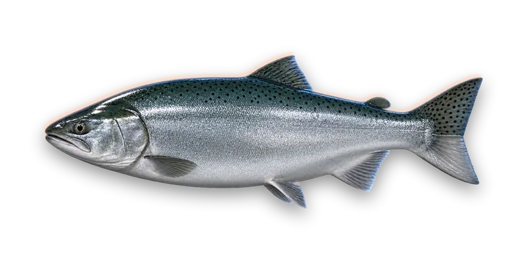 Coho Salmon