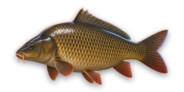 Common Carp