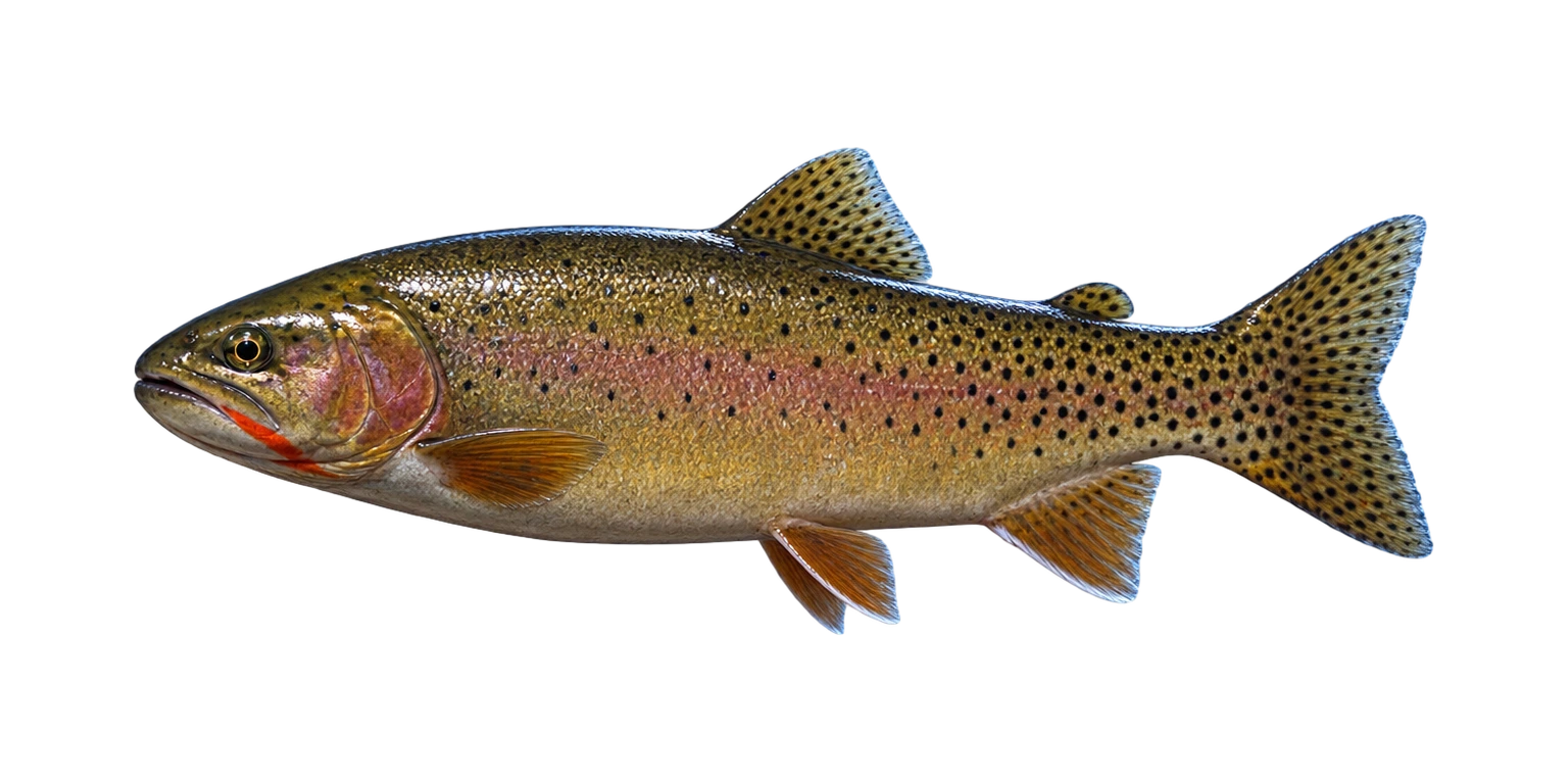Cutthroat Trout