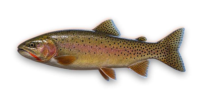 Cutthroat Trout