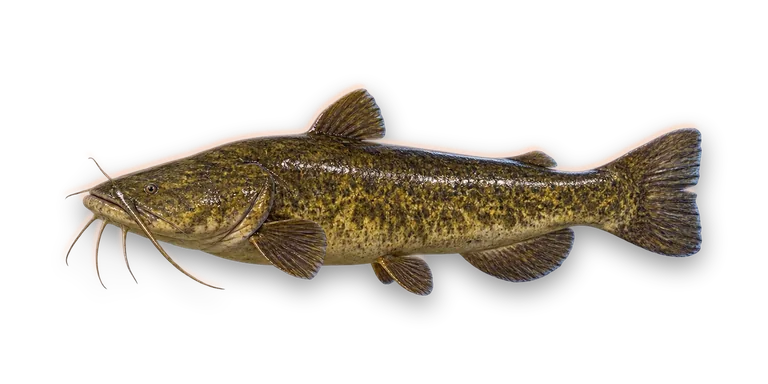 Flathead Catfish
