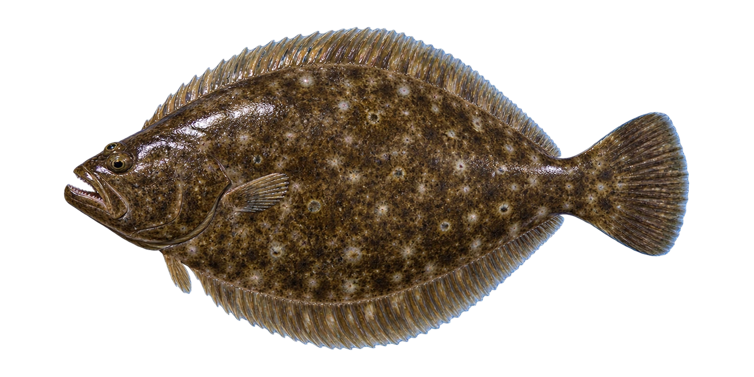 Flounder