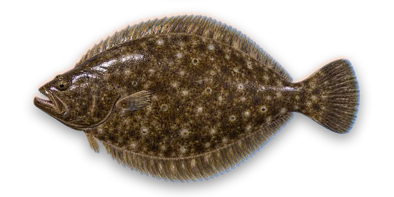Flounder