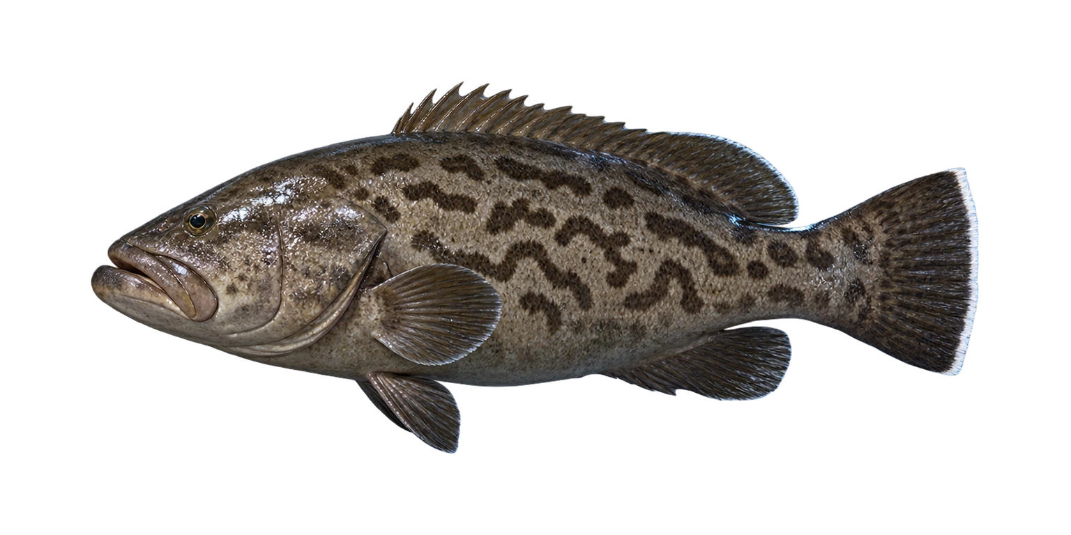 Gag Grouper