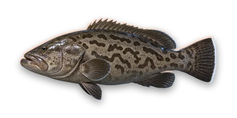 Gag Grouper