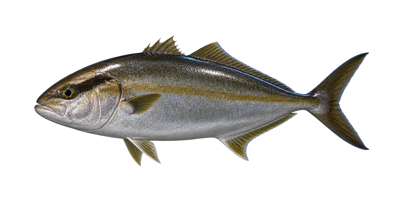 Greater Amberjack