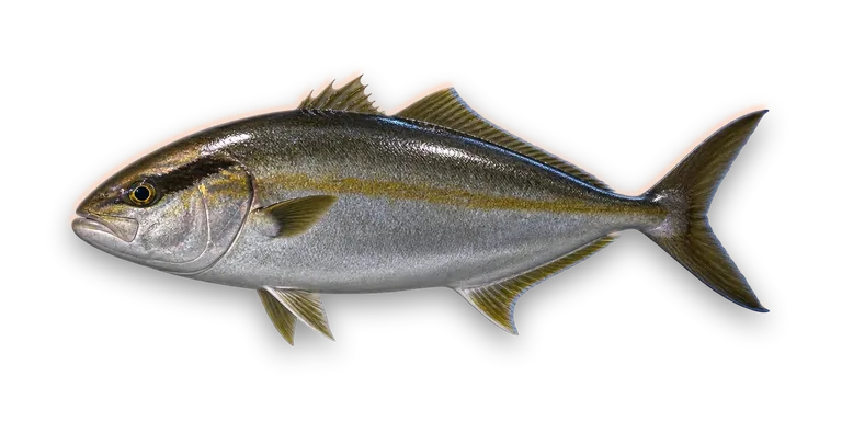 Greater Amberjack