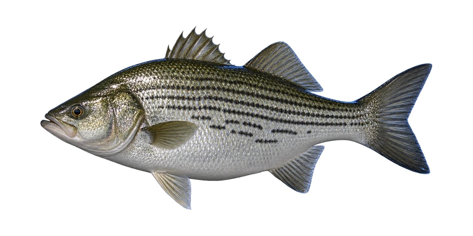 Hybrid Striped Bass