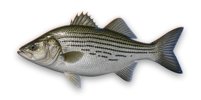 Hybrid Striped Bass