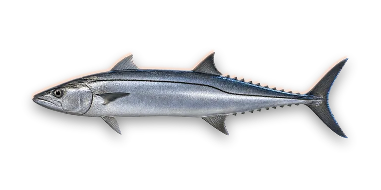King Mackerel
