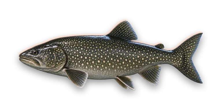 Lake Trout
