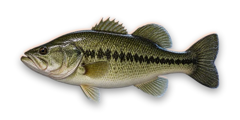 Largemouth Bass