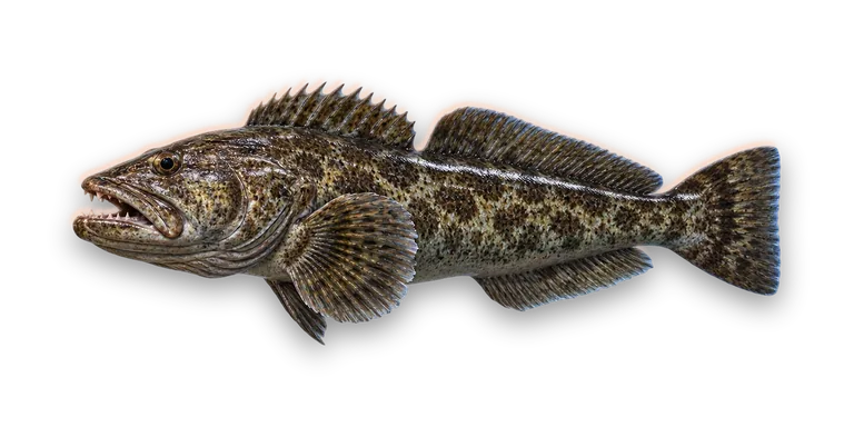 Lingcod