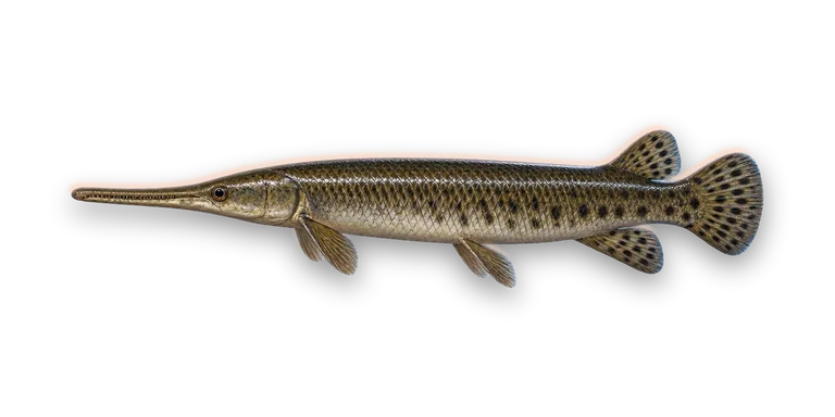 Longnose Gar