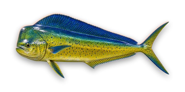 Mahi-Mahi