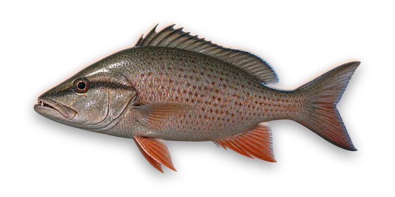 Mangrove Snapper