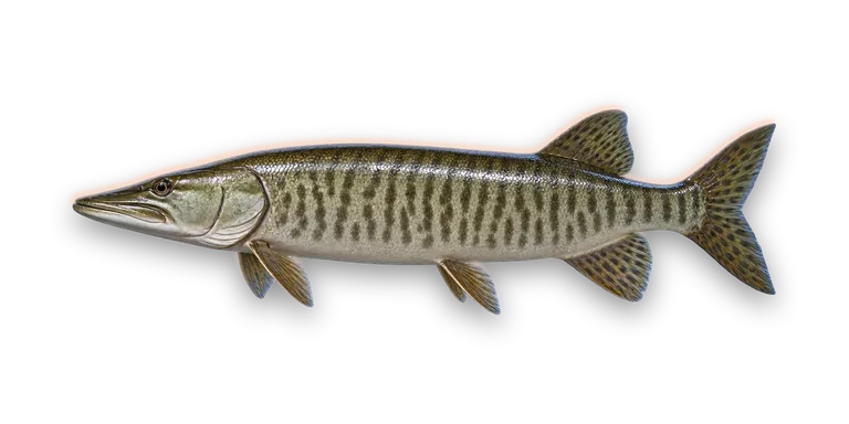 Muskellunge