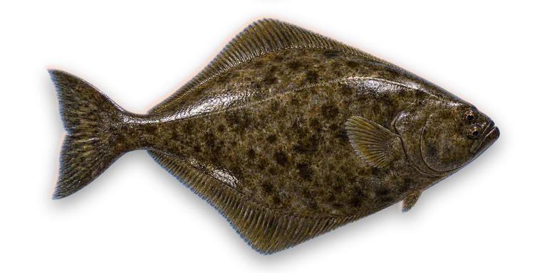 Pacific Halibut