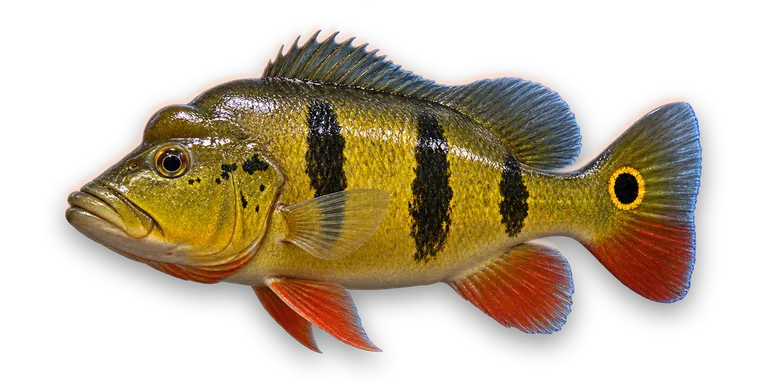 Peacock Bass