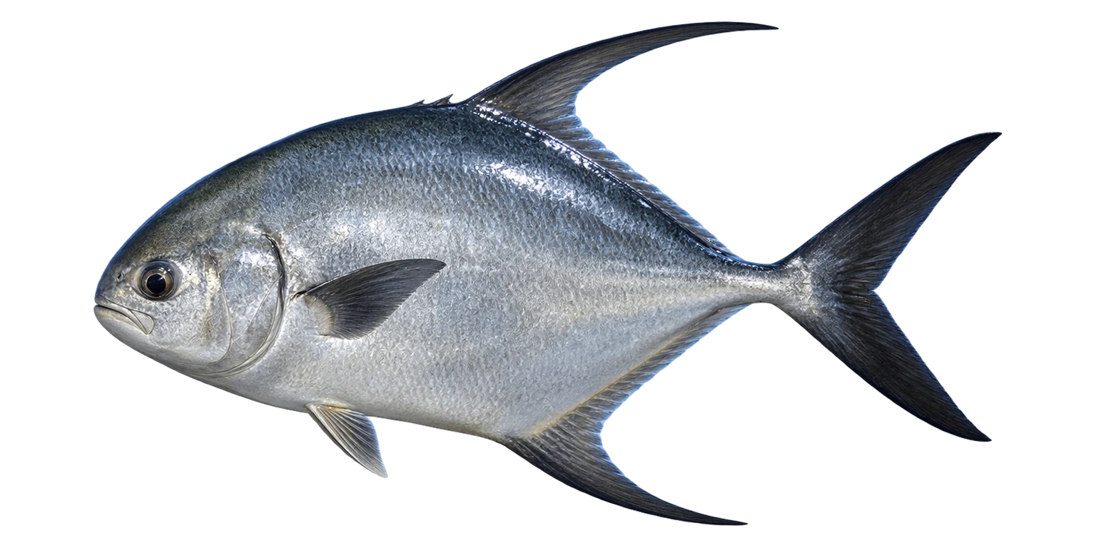Permit
