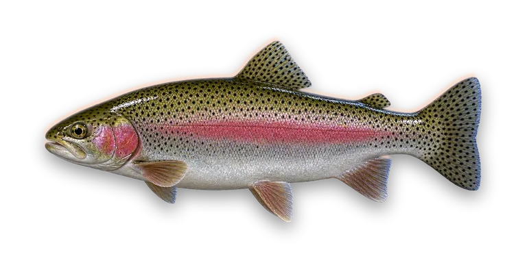 Rainbow Trout